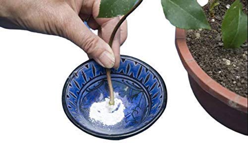See full amazon price history chart for Navya germination Rooting Hormone Combination of Cutting Plants Fast Root Growth Hormones Powder 50 GM for All Plants Purpose Navya germination Rooting Hormone Combination of Cutting Plants Fast Root Growth Hormones Powder 50 GM for All Plants Purpose (B08D6CLSVK) Amazon Price History, Amazon Price Tracker