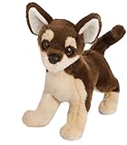 Paco Chihuahua