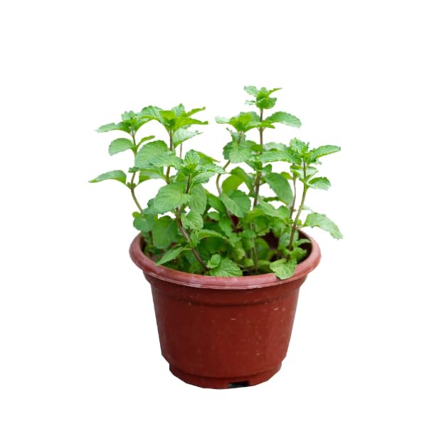 Mentha Spicata Planta de la Hierbabuena Especial para Cocina Planta Aromática