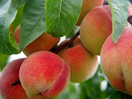 Red Peach Tree Live Plant, Prunus Persica, 2-3 Ft Tall Tree Plant, Fresh Juicy Peach Tree Plant For Garden (No Ship Al, Ca, Id, Ms, Sc, Ar, Co, Wa, La, Or) #TOP2