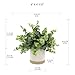 8 Inch Artificial Eucalyptus Plant in Two-Tone Glazed Ceramic Planter - Realistic Fake Green Tree for Home Office Desk Decor, Low Maintenance Indoor Houseplan