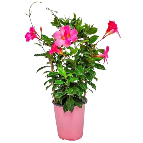 Pretty Pink Live Dipladenia Plant - Live Flowering Plant - Trellis - 18' Hoop, 18' to 20' Overall...
