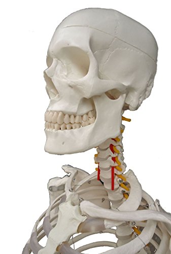 Wellden Medical Anatomical Human Skeleton Model, 170Cm, Life Size, W/Nerves, Vertebral Arteries, Stand Included #TOP3