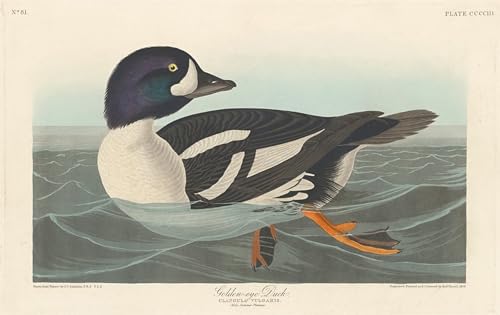Canardyeux d'or par John Audubon Murale Tableaux Toile