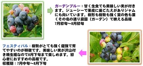 Amazon 初心者おすすめ プロにお任せブルーベリー苗木栽培６点セット 13 5cmポット樹高0 5m前後の苗ｘ２ ブルーベリー専用土 ２１cmポット 肥料 果物