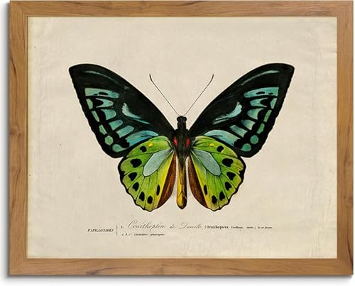 Affiche papillons bleus et verts style rétro lianyibo | Décoration murale vintage 50x70 cm