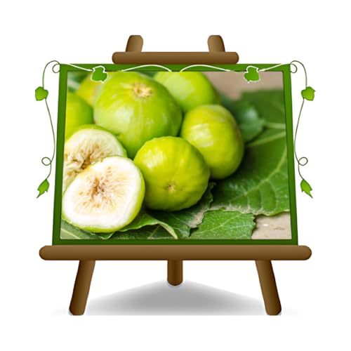 Higo Colummaro blanco – plantas frutales antiguas en maceta 20 – Árbol max 170 cm – 2 años cultivo Italia