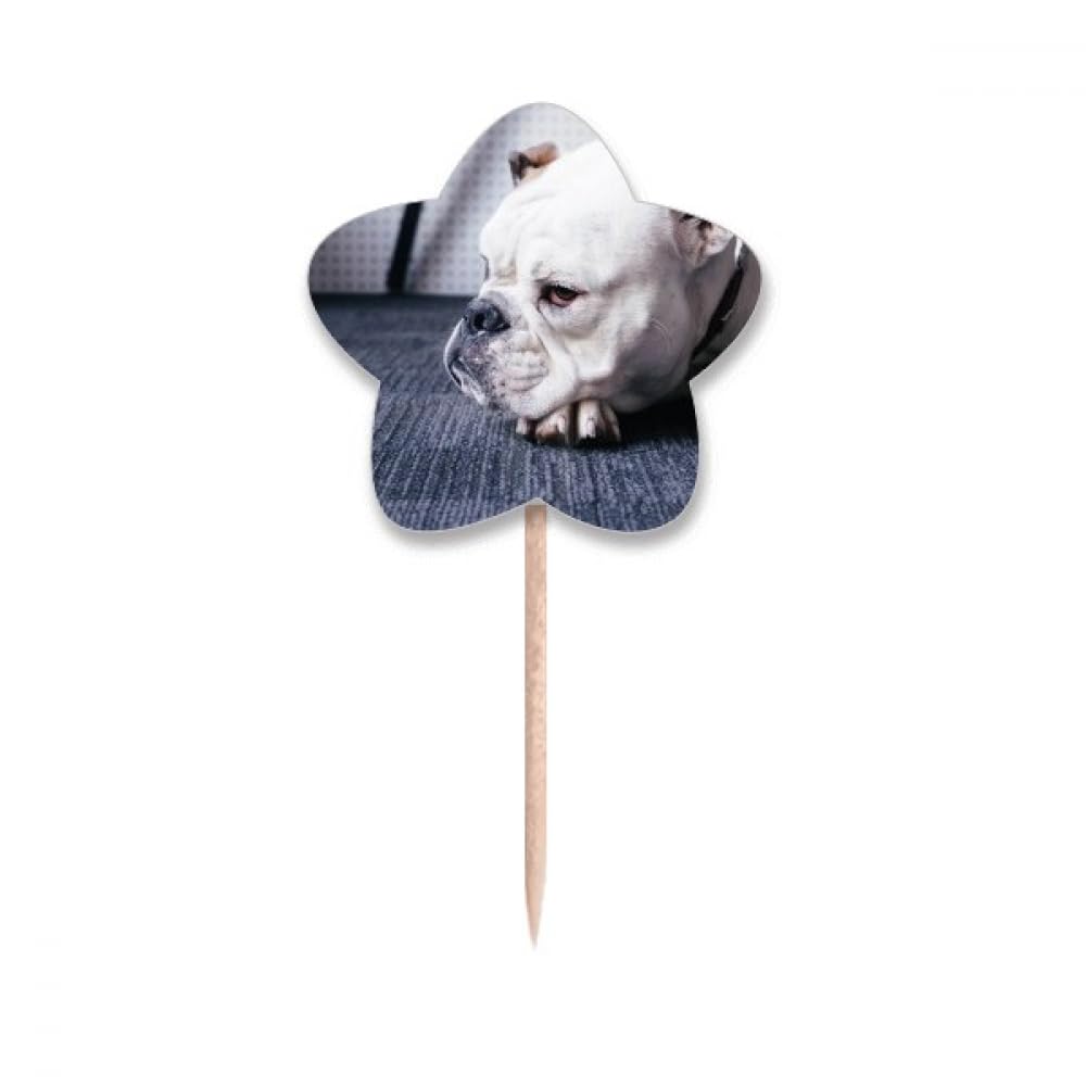 Cure-dents en étoile pour chien gris idéal pour le salon