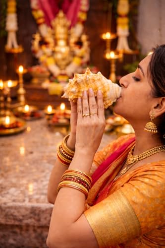 Image of Natural Panchmukhi Vamavarti Shankh for Pooja| Original Blowing Conch Shell for Puja, Temple, Home Decor, Mandir, Spiritual Use| Rare Five Mukhi Sacred Shankh for Vastu, Prosperity (13-15 cm)