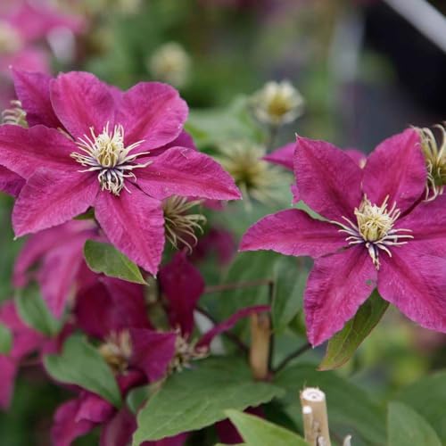 Clematis 'Niobe' - Rich Ruby-Red Flowers, Long-Flowering from Late Spring to Autumn, Ideal for Containers or Borders, 1X 3 Litre Pot by Thompson and Morgan