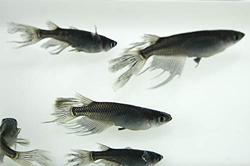 Amazon | メダカ/松井ヒレ長 オロチ 6匹 (2匹 4匹)/めだか 生体 成魚