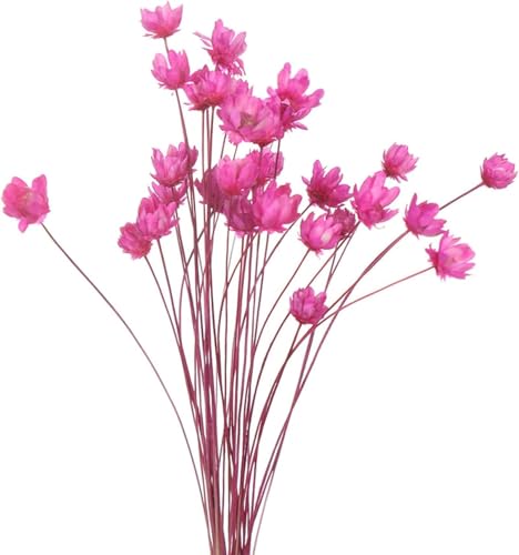 Ramo de flores secas naturales para decoración miniatura 5