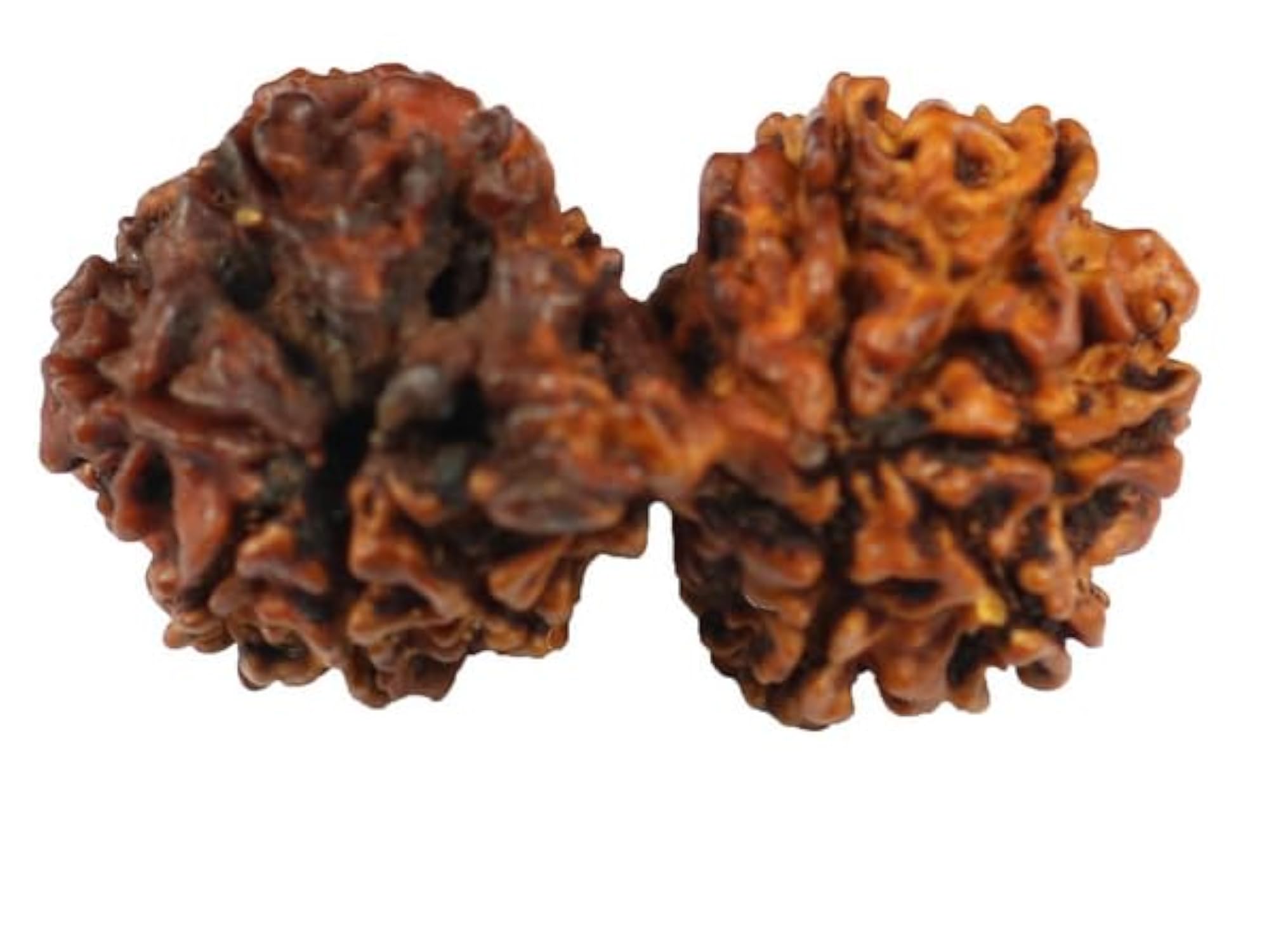 Attractive Oval Gauri Shankar Rudraksha Beads, Genuine