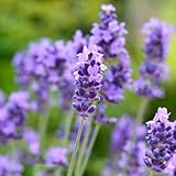 ピローミスト おすすめ10選｜今日を穏やかに閉じ、澄んだ朝をひらく名品 香水画像 42