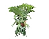 Live Staghorn Fern Wall Mount on Natural Aromatic Cedar Wood Plaque with Live Moss (Platycerium Grande, Extra Large)