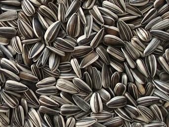 Striped Sunflower Bird Seed - 25 lbs Bag Ideal for Wild Bird Food, for Attracting Songbirds and More …
