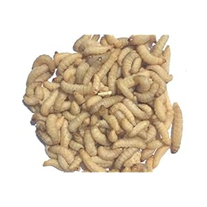 Livefood UK Live Wax Moth Larvae 2 tubs of 50 WaxWorms (2 x 50)