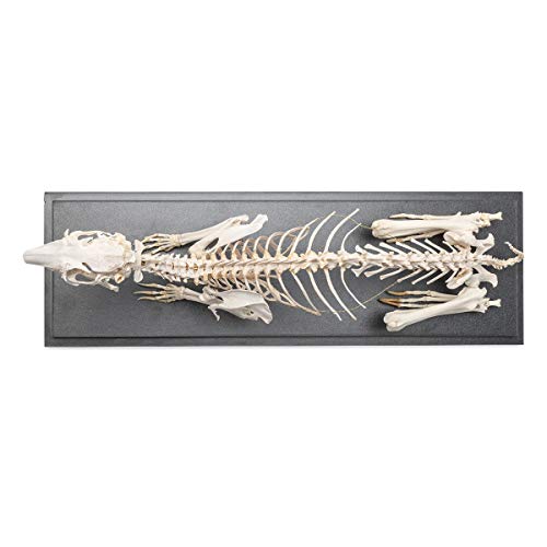 Image of 3B Scientific GmbH T300081 Rabbit Skeleton, Articulated