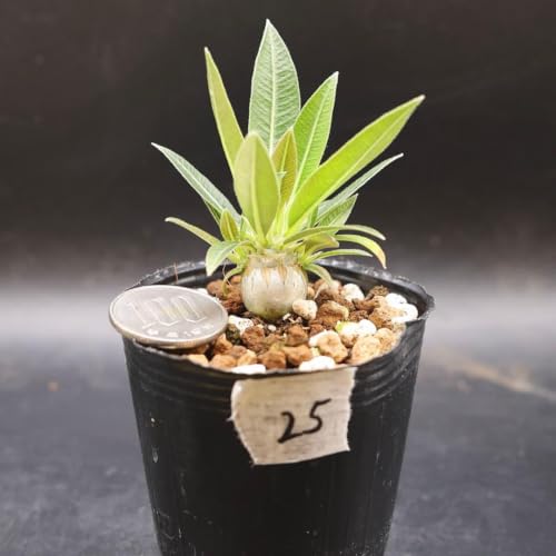 塊根植物 グラキリス」の人気商品一覧・価格比較 - 価格.com