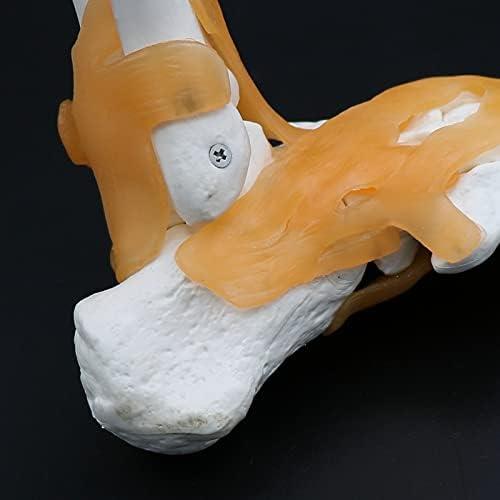 Human Life-Size 1:1 Skeleton Ligament Foot Ankle Joint Anatomy Medical Model