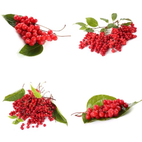 Semillas de schisandra, schisandra chinensis, Balcón con jardín de semillas de perennes raras enanos resistentes silvestres 80pcs