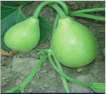 Creative Farmer Vegetable Seeds Bottle Gourd Round Seeds - Bottle Gourd Bulb ?Seeds Seeds Exotic Home Garden Seeds (B07N47MFT2) Amazon Price History, Amazon Price Tracker