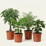 “Tierfreund” Pflanzenset | 4er-Set | Pachira, Bergpalme, Musa, Calathea | ca. 30-60 cm | Ø 12-15 cm Topf | Ungiftige Zimmerpflanzen für Wohnung und Büro