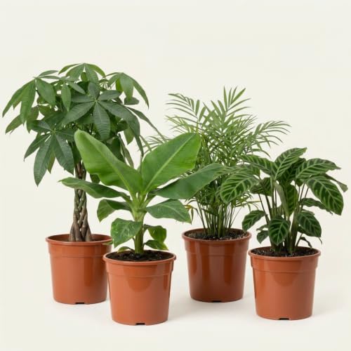 “Tierfreund” Pflanzenset | 4er-Set | Pachira, Bergpalme, Musa, Calathea | ca. 30-60 cm | Ø 12-15 cm Topf | Ungiftige Zimmerpflanzen für Wohnung und Büro