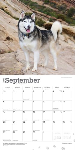 Siberian Huskies | 2026 12 x 24 Inch (Hanging) Monthly Square Wall Calendar | Plastic-Free | BrownTrout | Animal Dog Breeds - image 4