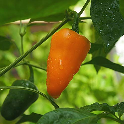 Golden Hills Farm Jalapeno orange Chilli100 seeds (B07NYD5CRQ) Amazon Price History, Amazon Price Tracker