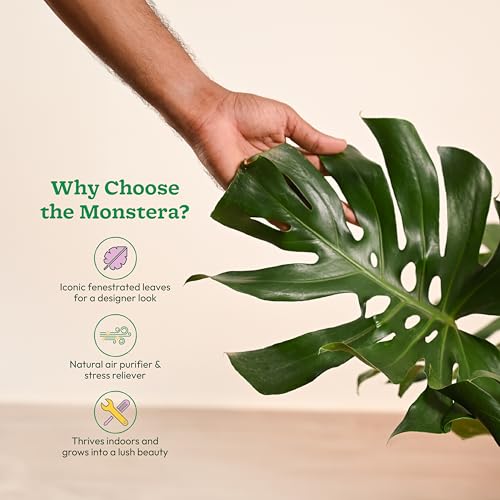 Ugaoo Monstera Deliciosa Natural Live Indoor Plant with Pot - Extra Large