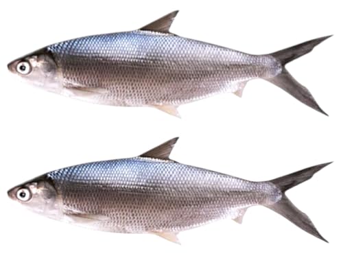 FRESH BANGUS 500g-700g - ~NtBbV oKX oSX - milk fish (2pc)