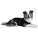 Suitical Recovery Suit for Dogs - Comfortable Post-Surgery Suit with Hold-Up System for Spay, Neuter, Skin Issues - Breathable, Cone-Free Option - Medium, Black - Neck to Base of Tail: 21.7 - 27.2 in