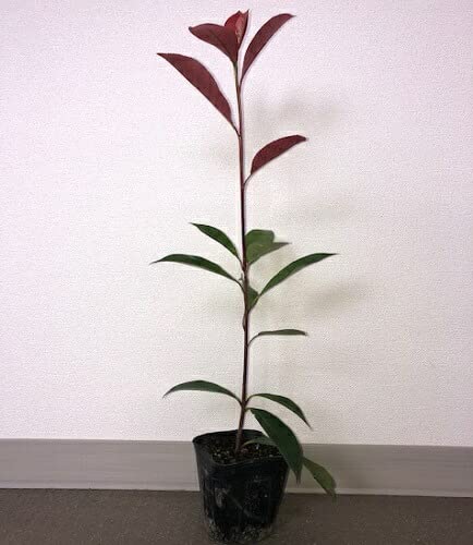 Amazon.co.jp: 【30本セット】レッドロビン 樹高0.4m前後 10.5cm Amazon.co.jp: 【30本セット】レッドロビン 樹高0.4m前後 10.5cm