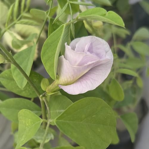Image of Aparajita Plant (Butterfly Pea - Clitoria Ternatea) Live Flower Vine for Balcony & Terrace (Light Purple)