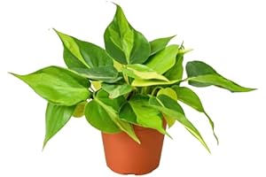 HOUSE PLANT SHOP | Philodendron 'Brasil' - 3" Pot