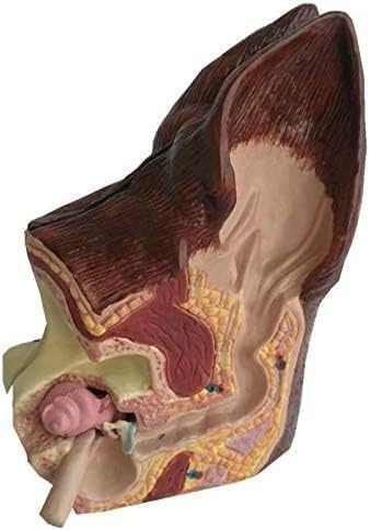 HGAYUBDV Modelo de Oreja Canina, Modelo de anatomía de Oreja de Perro de 2 Lados, Salud Normal y oído patológico infectado, Modelo de enseñanza de Equipo Veterinario Familiar.