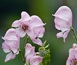 100 graines de fleurs d'aconit fraîches