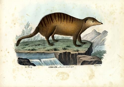 Poster toile Rayé Polecat Raimundo Petraroja 50x70cm pour salon