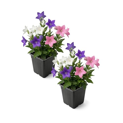 Live Balloon Flower (Platycodon) (2 Pack) - Pink Blooms Summer Flowering Perennial 10 Tall by 5 Wide in 1 Qt Pot