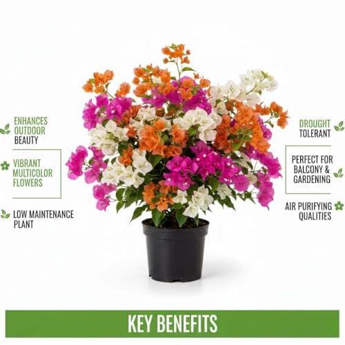 Image of Multicolor Bougainvillea Live Plant with Pot | Rare Grafted Bougainvillea Bonsai Syle Flower Plant | Colorful Outdoor Indoor Flowering Plant for Home Garden Balcony Terrace Decor | Pack of 1