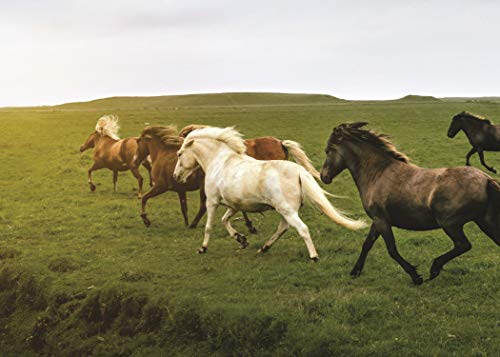 Know Your Horses (Old Pond Books) 44 Breeds from Andalusian to Welsh, with Essential Facts on History, Origin, Physical Characteristics, Natural Habitats, and More, plus Full-Page Photos of Each Breed - Image 7