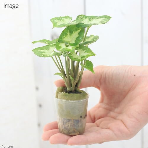 Amazon｜（観葉植物）ミニ観葉 オアシス苗 シンゴニウム ピクシー（1