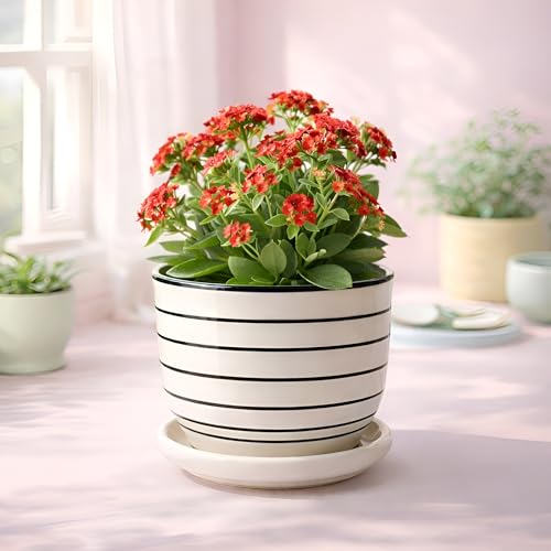 Image of Xtore Ceramic Striped Planter with Tray Figurine | Gloss Finish | for Home, Window & Office Decor - (Pack of 1, Planter ONLY)
