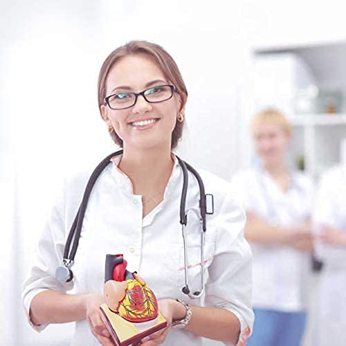 Modello di cuore umano a grandezza naturale 2 pezzi, modello cardiaco anatomico 1:1, 34 strutture