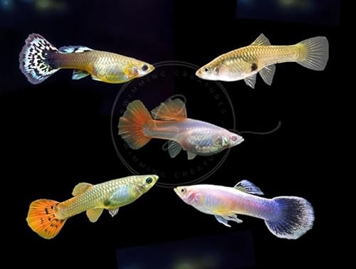 Swimming Creatures 15 Female Guppy Live Aquarium Fish