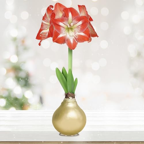 Garden State Bulb Minerva Waxed Amaryllis Flower Bulb, 30/32cm (Champagne), Holiday Gift!