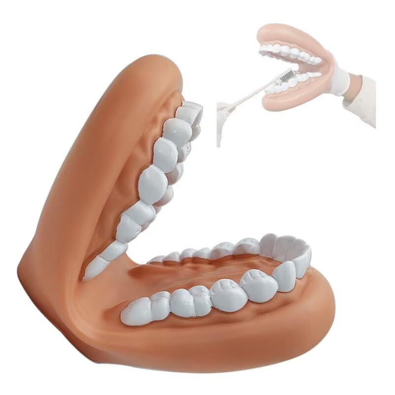 Modelo De Empaste Dental-Modelos Dentales De PVC Blando, Ideales para Demostraciones De Aprendizaje Y EnseñAnza En Aulas De Ciencias