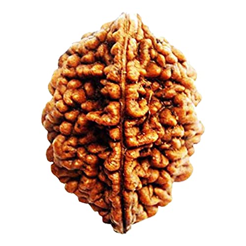 Image of Vado Certified 2 Mukhi Rudraksha with Authentic Lab Certificate Genuine oval shape Indian Natural Beads (2 Mukhi)