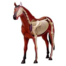 4D Horse Anatomy Model - Animal Skeleton Specimen, Detachable Biology, 26 Parts for Pet Clinic Veterinary Teaching Demonstration